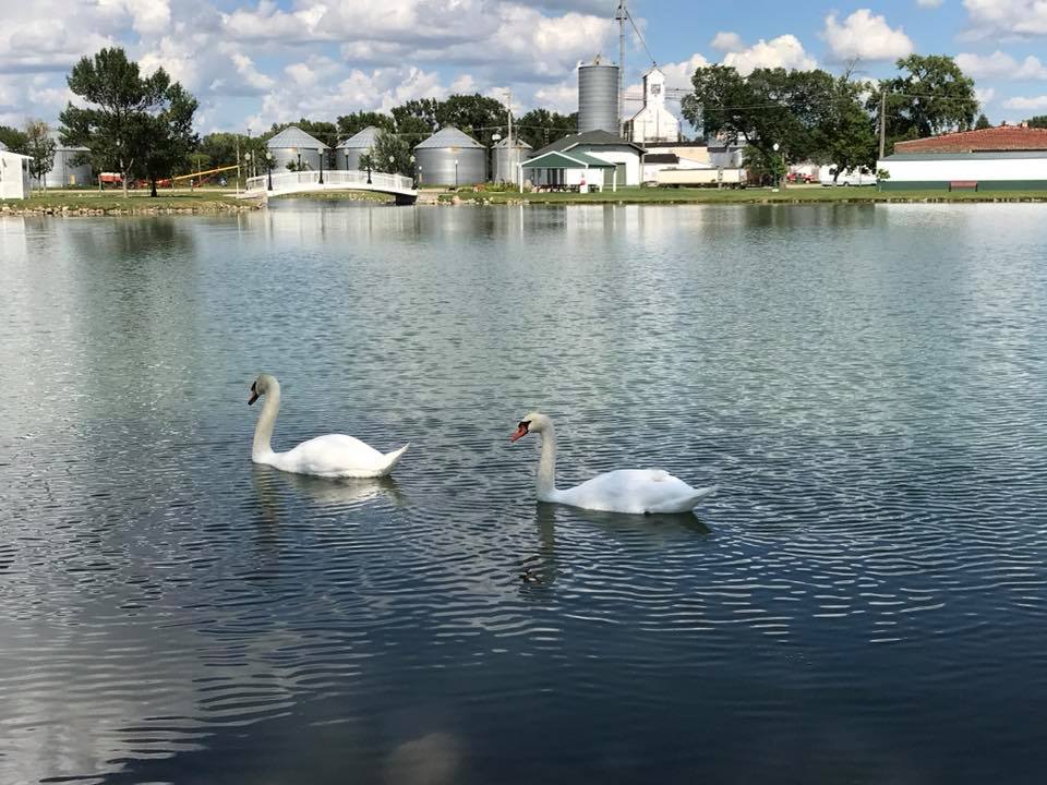 Lake Prior is home to a pair of beautiful swans.